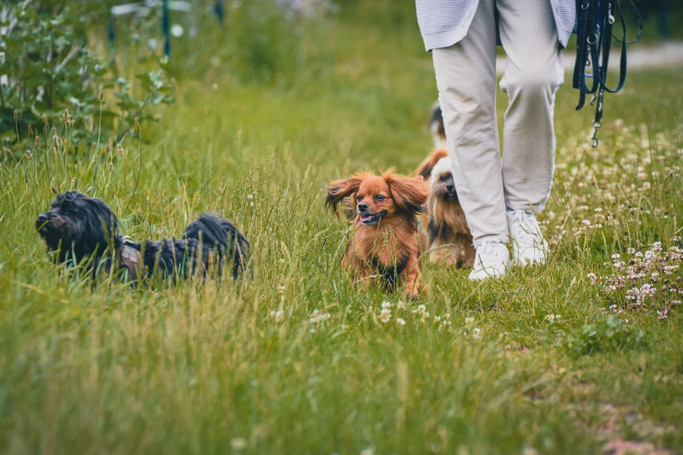 A person walking several dogs on a grassy path in a park