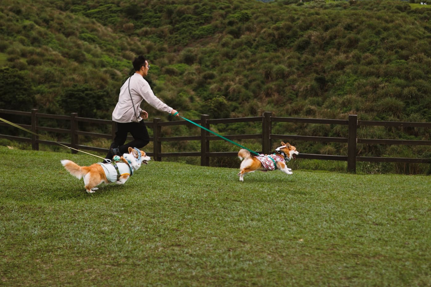 A person walking two small dogs on leashes across a grassy park